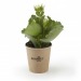 Product thumbnail Fat flowering plant 1