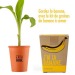Product thumbnail Pot message I have the super banana with banana tree to sow 2