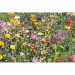 Product thumbnail SEEDLOPE Wildflower Seed Sachets 1