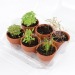 Product thumbnail Greenhouse with 6 pots of organic aromatic plants 1