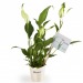 Product thumbnail Spathiphyllum - Depolluting pot plant 1