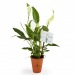 Product thumbnail Spathiphyllum - Depolluting pot plant 0