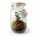 Product thumbnail Terrarium jar wooden lid 3l Ficus Ginseng 2