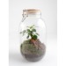 Product thumbnail Terrarium jar wooden lid 3l Ficus Ginseng 3