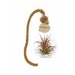 Tillandsia in phial wholesaler