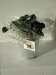 4-leaf clover pushed (zinc pot 10cm) wholesaler