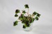 4-leaf clover pushed (zinc pot 6,5cm) wholesaler