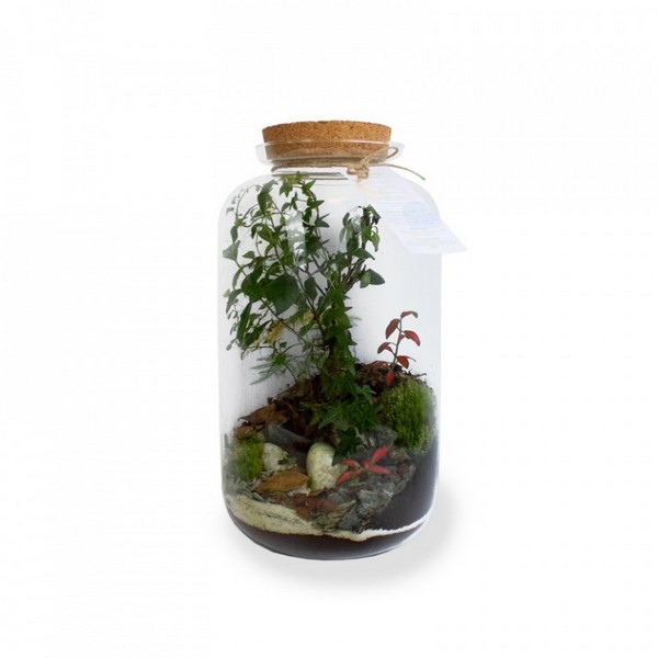 Tropical terrarium luxury