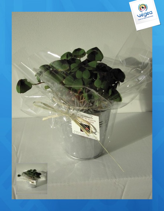4-leaf clover pushed (zinc pot 10cm)