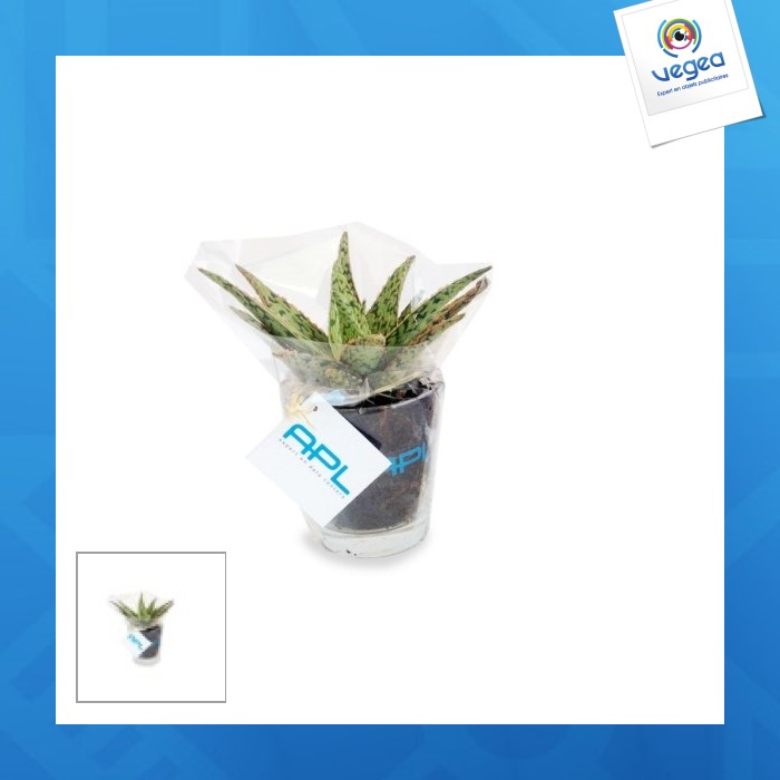 Depolluting plant - glass vase