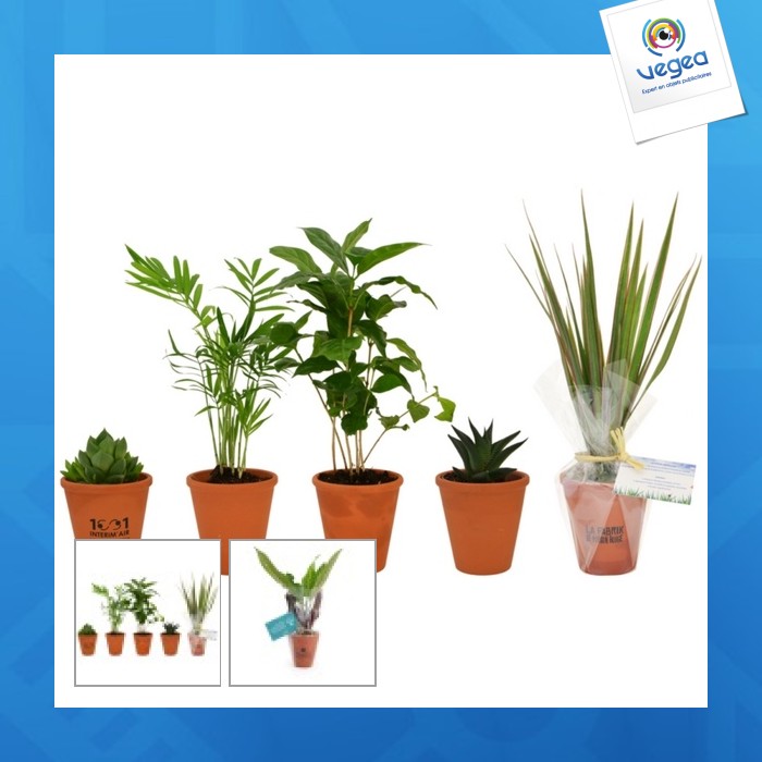 Depolluting plant in terracotta pot 10cm