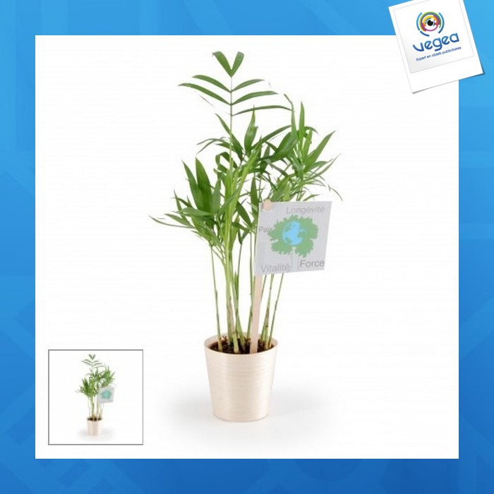 Depolluting plant in wooden pot