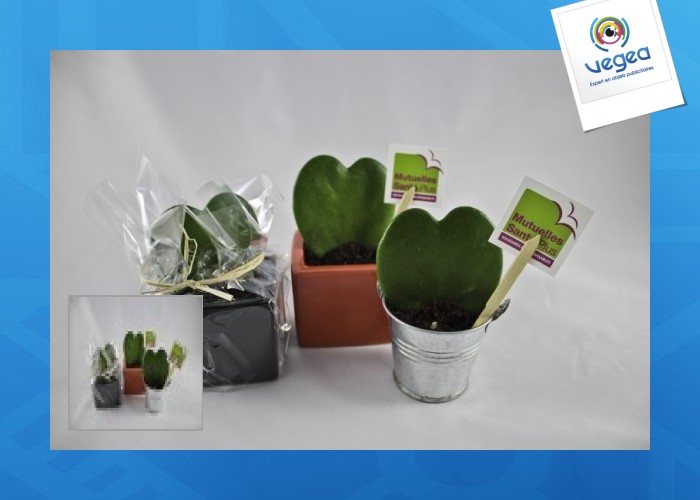 Fat plant heart hoya