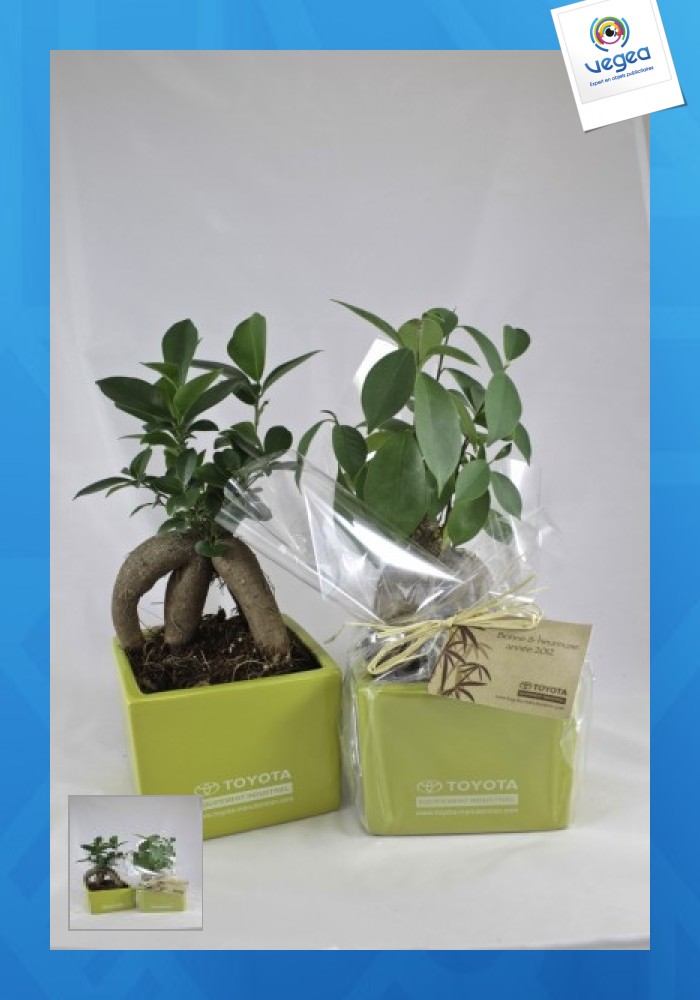 Ficus ginseng - large