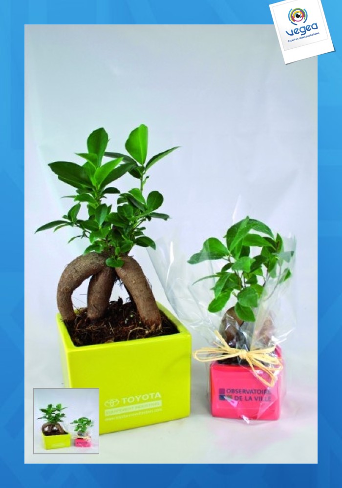 Ficus ginseng - small