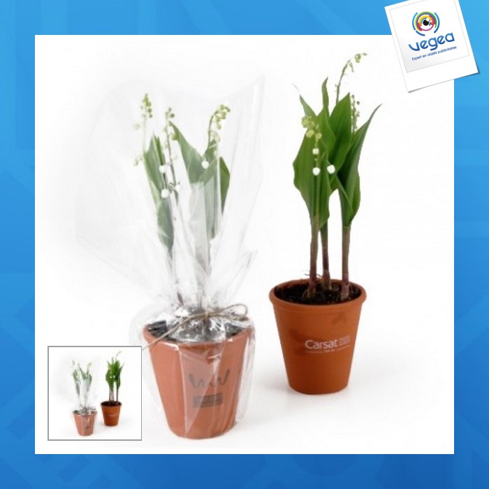 Lily of the valley pot plant 
