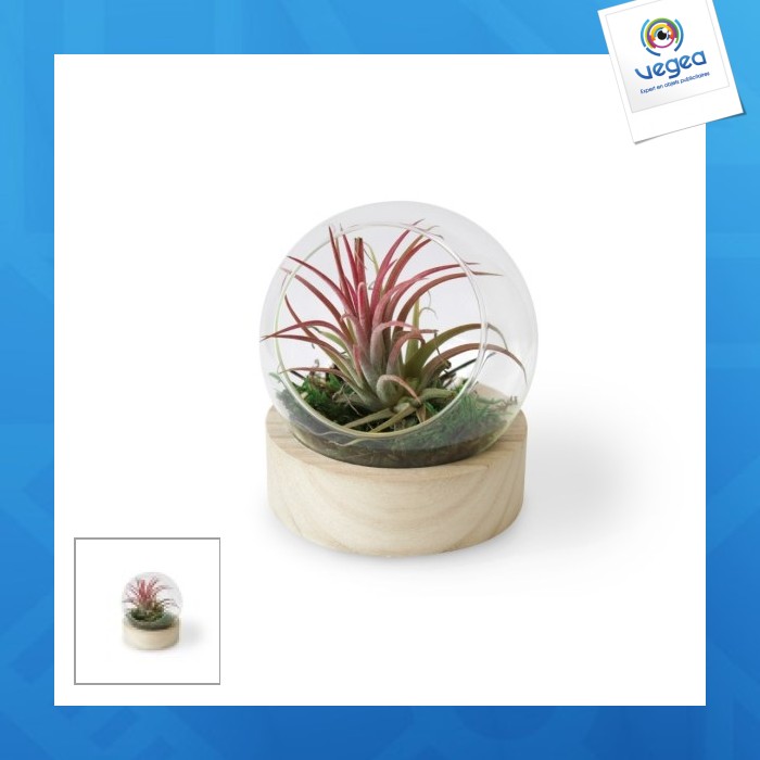 Mini globe terrarium with wooden base