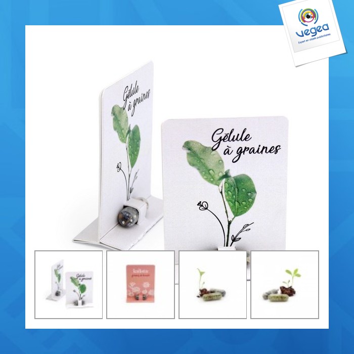 Seed capsule Seed capsule
