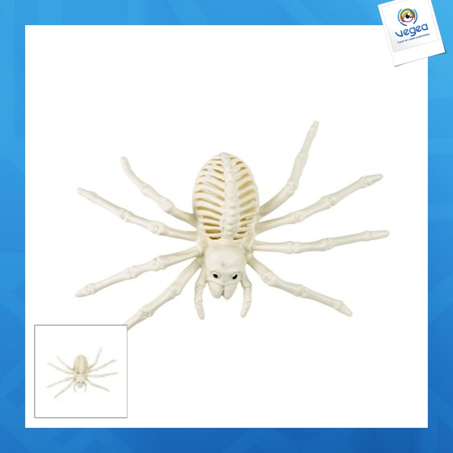 Spider skeleton