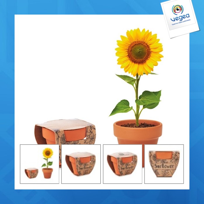 Sunflower - sunflower seed pot