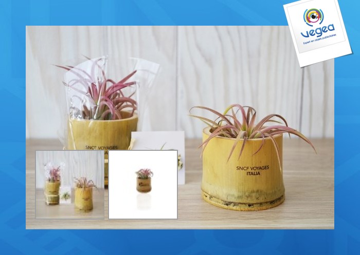 Tillandsia in bamboo pot