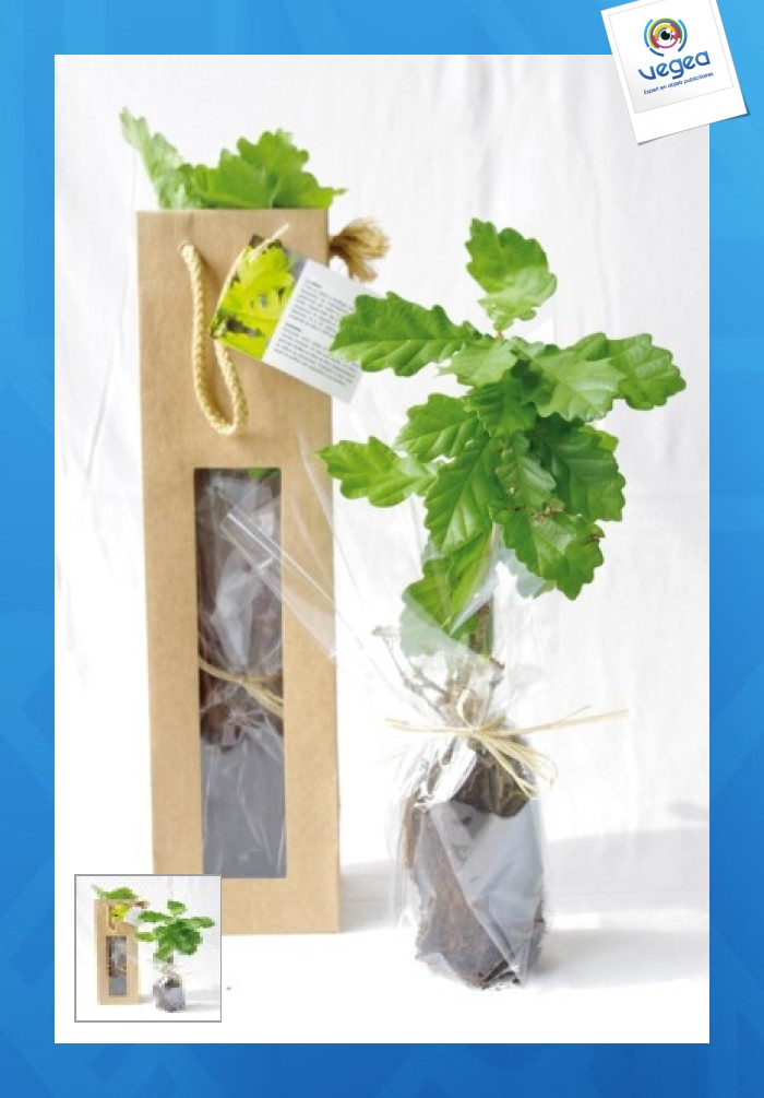 Tree plant in kraft bag - prestige
