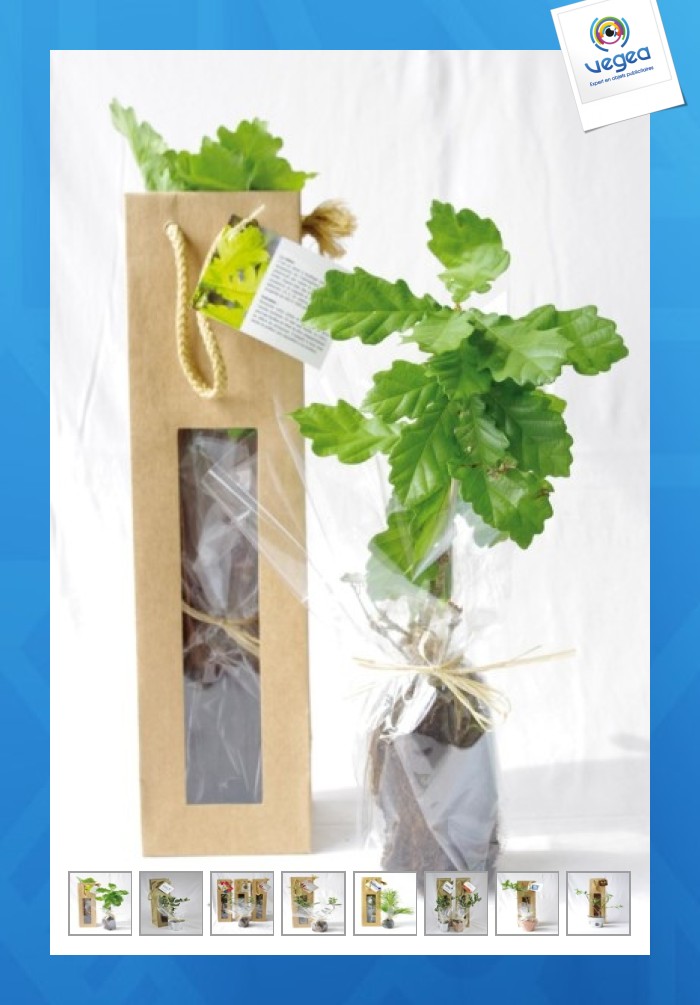 Tree seedling in kraft bag - softwoods