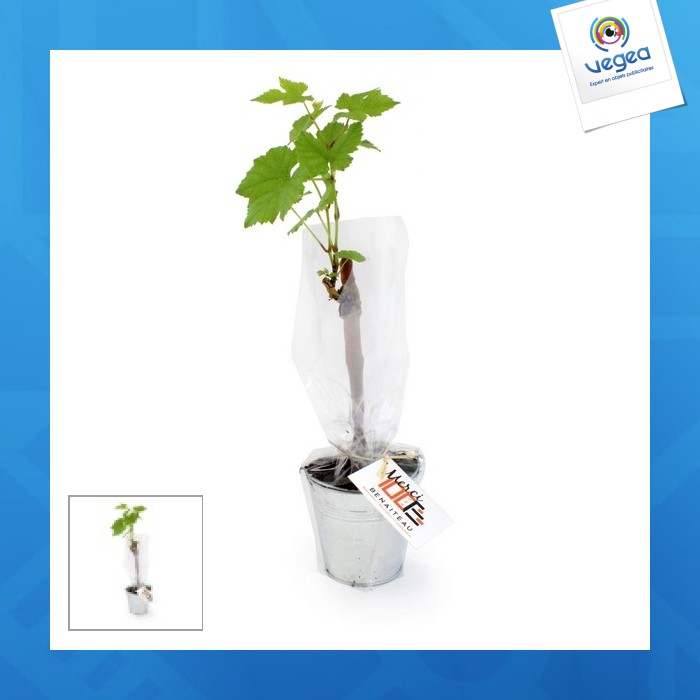 Vine plant in zinc pot 10cm